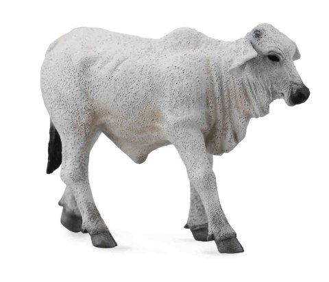 COLLECTA CIELĘ BRAHMAN COLLECTA CIELĘ BRAHMAN