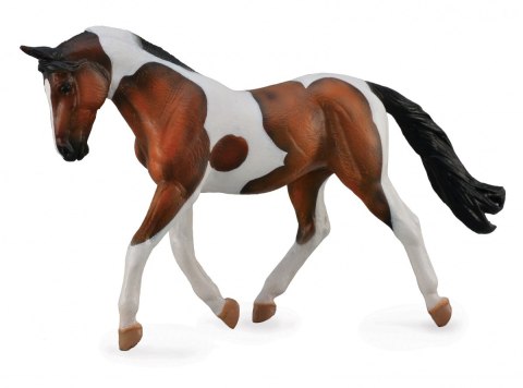 COLLECTA KOŃ PINTO MARE GNIADY COLLECTA KOŃ PINTO MARE GNIADY