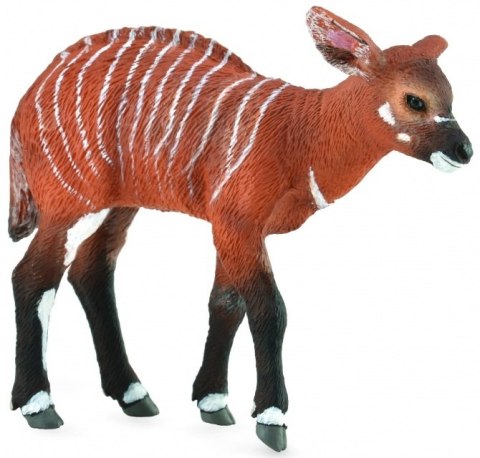 COLLECTA KROWA BONGO COLLECTA KROWA BONGO