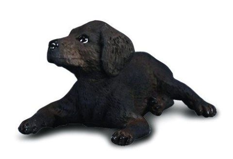 COLLECTA LABRADOR SZCZENIAK COLLECTA LABRADOR SZCZENIAK