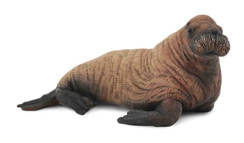COLLECTA MŁODY MORS COLLECTA MŁODY MORS