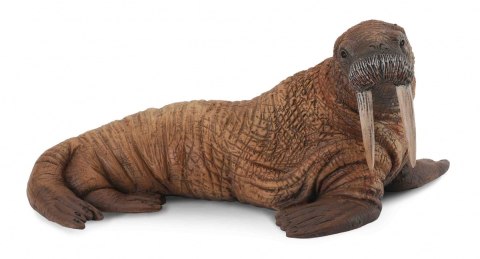 COLLECTA MORS COLLECTA MORS