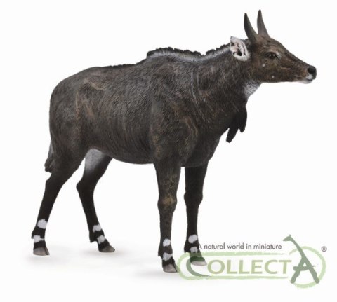 COLLECTA NIGAU COLLECTA NIGAU