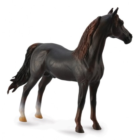 COLLECTA OGIER MORGAN STALLION MAŚCI KASZTANOWEJ COLLECTA OGIER MORGAN STALLION MAŚCI KASZTANOWEJ