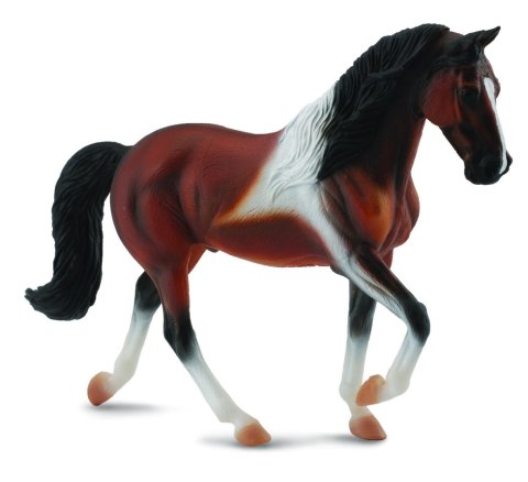 COLLECTA OGIER RASY PINTO BAY SPACERUJĄCY COLLECTA OGIER RASY PINTO BAY SPACERUJĄCY