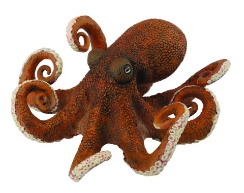 COLLECTA OŚMIORNICA COLLECTA OŚMIORNICA
