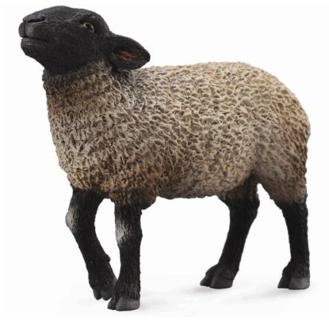 COLLECTA OWCA SUFFOLK COLLECTA OWCA SUFFOLK