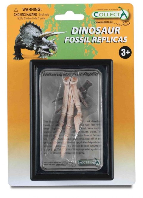 COLLECTA REPLIKA KOŃCZYNY DOLNEJ VELOCIRAPTORA W OPAKOWANIU COLLECTA REPLIKA KOŃCZYNY DOLNEJ VELOCIRAPTORA W OPAKOWANIU