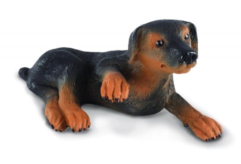 COLLECTA SZCZENIAK DOBERMANA COLLECTA SZCZENIAK DOBERMANA