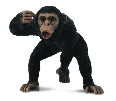 COLLECTA SZYMPANS SAMIEC COLLECTA SZYMPANS SAMIEC