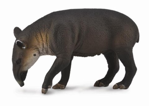 COLLECTA TAPIR BAIRDA COLLECTA TAPIR BAIRDA