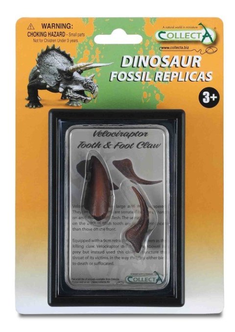 COLLECTA ZĄB I PAZUR KOŃCZYNY DOLNEJ VELOCIRAPTORA W OPAKOWANIU COLLECTA ZĄB I PAZUR KOŃCZYNY DOLNEJ VELOCIRAPTORA W OPAKOWANIU