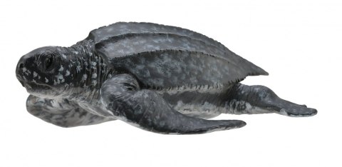 COLLECTA ŻÓŁW SKÓRZASTY COLLECTA ŻÓŁW SKÓRZASTY