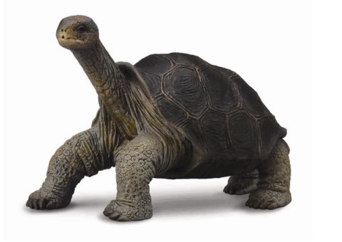 COLLECTA ŻÓŁW Z WYSPY PINTA COLLECTA ŻÓŁW Z WYSPY PINTA
