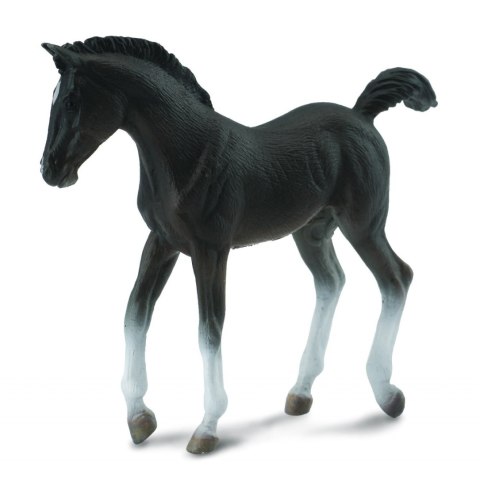 COLLECTA ŹREBIĘ CZARNE SPACERUJĄCE COLLECTA ŹREBIĘ CZARNE SPACERUJĄCE