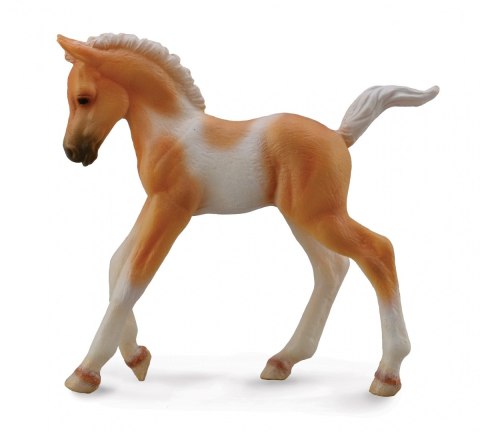 COLLECTA ŹREBIE IDĄCE PINTO PALOMINO COLLECTA ŹREBIE IDĄCE PINTO PALOMINO