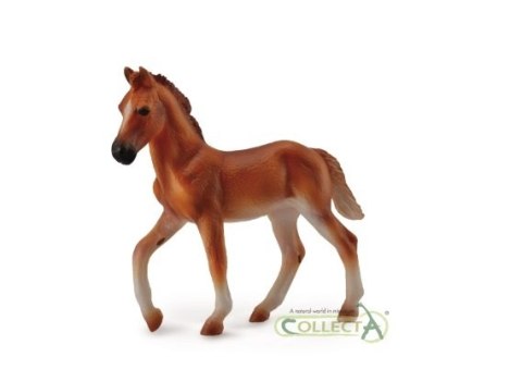 COLLECTA ŹREBIĘ PERUWIAŃSKI PASO MAŚCI KASZTANOWATEJ COLLECTA ŹREBIĘ PERUWIAŃSKI PASO MAŚCI KASZTANOWATEJ