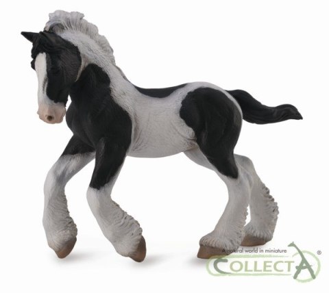 COLLECTA ŹREBIĘ RASY TINKER MAŚCI SROKATEJ COLLECTA ŹREBIĘ RASY TINKER MAŚCI SROKATEJ