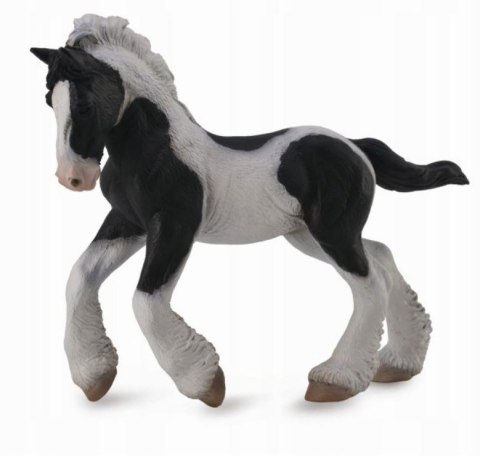 COLLECTA ŹREBIĘ RASY TINKER MAŚCI SROKATEJ COLLECTA ŹREBIĘ RASY TINKER MAŚCI SROKATEJ
