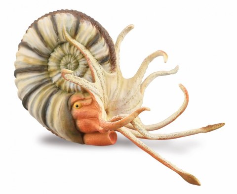 COLLECTA AMONIT COLLECTA AMONIT