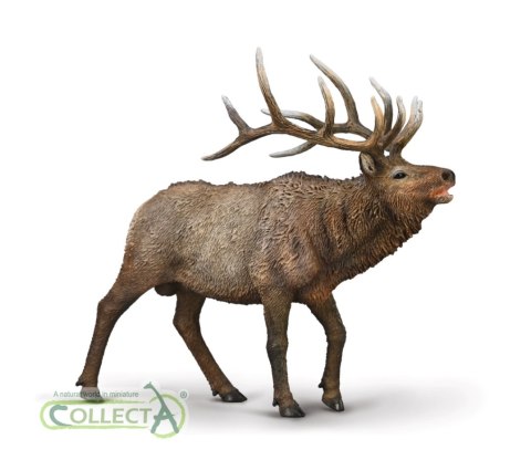 COLLECTA JELEŃ KANADYJSKI COLLECTA JELEŃ KANADYJSKI