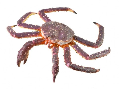 COLLECTA KRAB KRÓLEWSKI COLLECTA KRAB KRÓLEWSKI