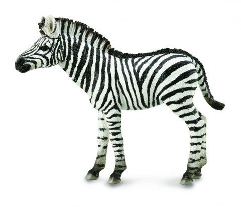 COLLECTA MŁODA ZEBRA COLLECTA MŁODA ZEBRA