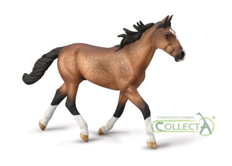 COLLECTA OGIER STANDARDBRED PACER MAŚCI GNIADEJ. COLLECTA OGIER STANDARDBRED PACER MAŚCI GNIADEJ.