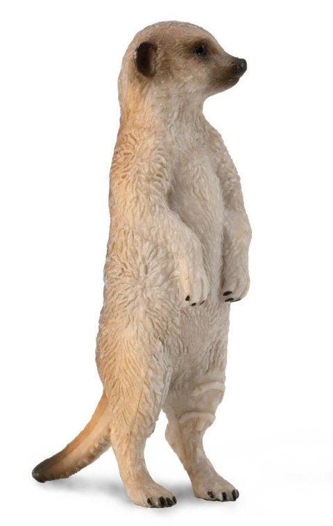 COLLECTA SURYKATKA SZARA COLLECTA SURYKATKA SZARA
