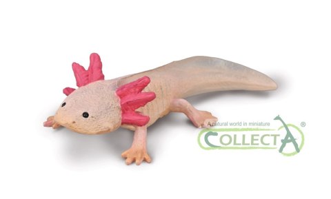 COLLECTA AKSOLOTL COLLECTA AKSOLOTL