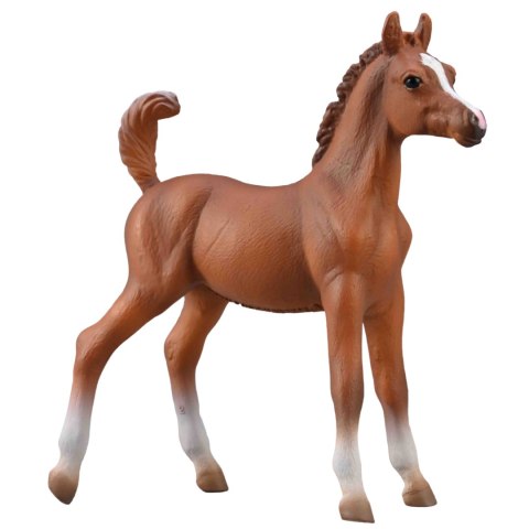 COLLECTA ŹREBIĘ ARABSKIE MAŚCI KASZTANOWEJ COLLECTA ŹREBIĘ ARABSKIE MAŚCI KASZTANOWEJ