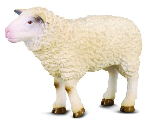 COLLECTA OWCA COLLECTA OWCA