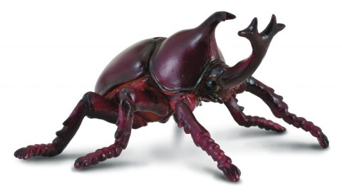 COLLECTA ROHATYNIEC NOSOROŻEC COLLECTA ROHATYNIEC NOSOROŻEC