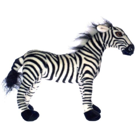 ZEBRA ZEBRA