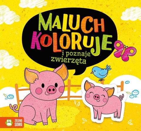 Maluch koloruje i poznaje zwierzęta Maluch koloruje i poznaje zwierzęta